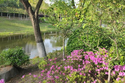金楊新村六街坊居住體驗(yàn)與市場觀察 優(yōu)勢、不足及經(jīng)紀(jì)人視角